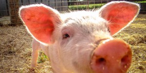 Should Pigs Be Used to Grow Human Organs?