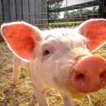 Should Pigs Be Used to Grow Human Organs?
