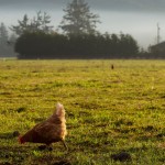 A hen roaming free in Crescent City, Calif. The estimated time of chickens’ domestication by humans is 7,000 to 10,000 years ago. Credit Ruth Fremson/The New York Times