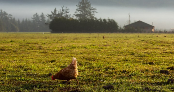 A hen roaming free in Crescent City, Calif. The estimated time of chickens’ domestication by humans is 7,000 to 10,000 years ago. Credit Ruth Fremson/The New York Times