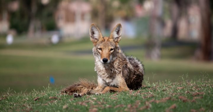 Urban Coyote Photo credit: Dru Bloomfield (CC BY 2.0)