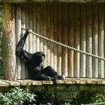 Gibbon. Photo credit: Sean MacEntee (CC BY 2.0)