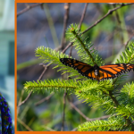 New Engaging Mathematics Teaching Manual Explores the Calculus of Milkweed and Monarchs