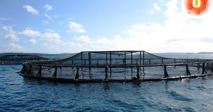 Do Now U! Do the Benefits of Aquaculture Outweigh Its Negative Impacts?